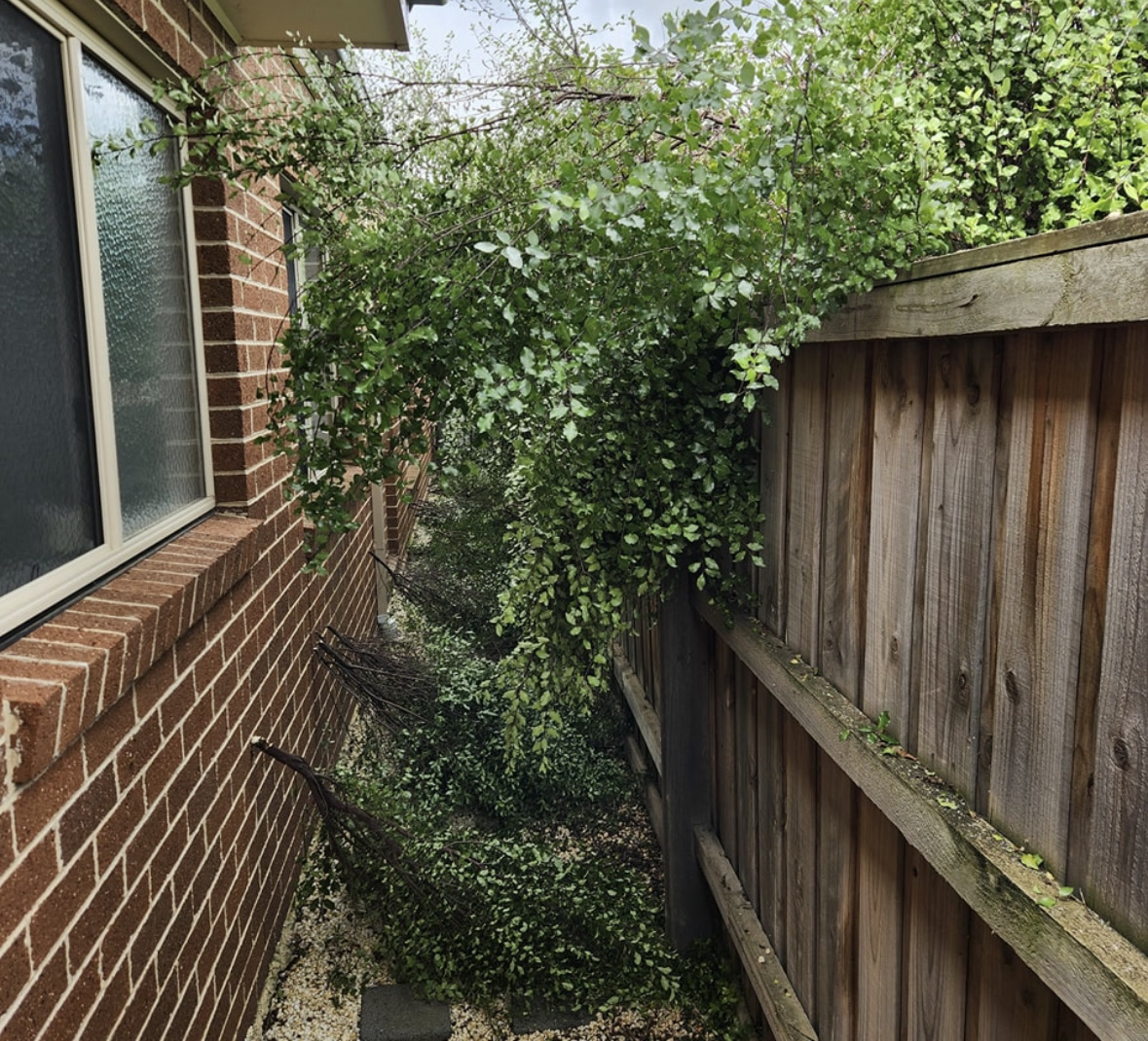 Before hedge clean-up: overgrown pittosporum fills the narrow side passage