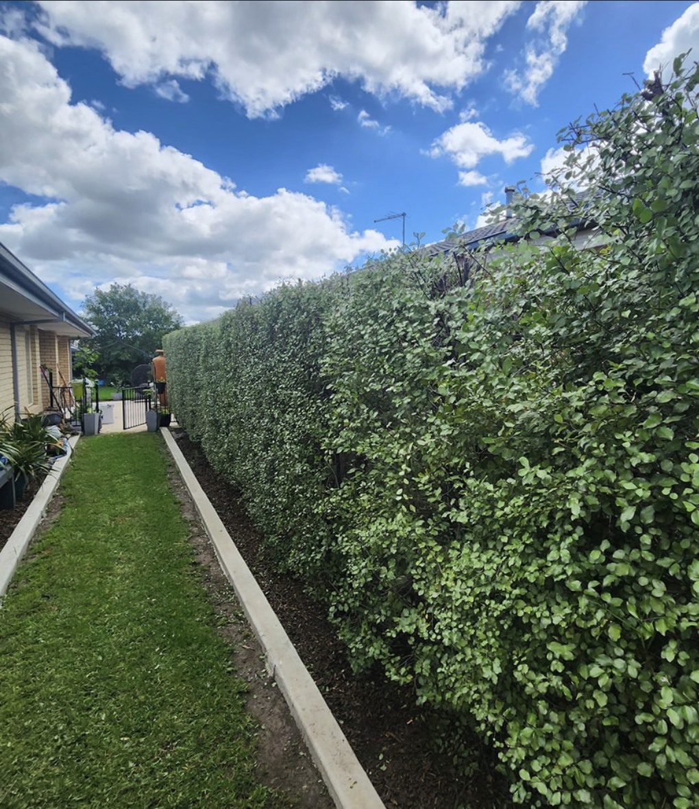 Long clipped hedge beside a narrow lawn and garden path
